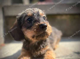 Kc Miniature wire haired dachshund pups