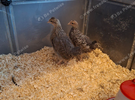 2 female quails