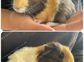 Baby boar guinea pigs