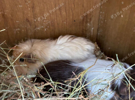 Four lovely male rescue guineas looking for forever homes