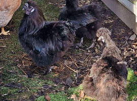 Black Silkie Bantam Hatching Eggs