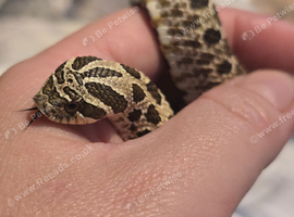 Western hognose snake