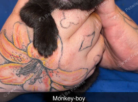 Kittens for sale