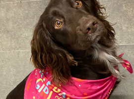 Sprocker spaniel pup