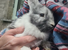 Lionhead x Lops 2 bucks 1 Doe