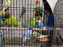 Baby budgies
