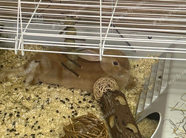 2 mini lops for sale