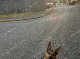 2 year old German shepherd needing rehomed asap