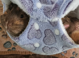 Two guinea pig brothers for sale
