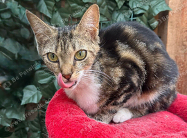 YOUNG FEMALE CAT FOR NEW LOVING HOME