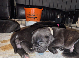 Last male French staffys