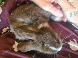 Beautiful boy lop