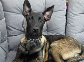5 months belgian malinois