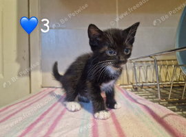 3 kittens ready to leave