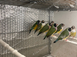 Young female Gouldians for sale