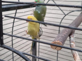 Breeding pair Indian ring nack parrot