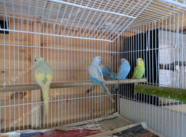 Budgies