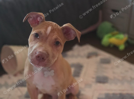 Male staff pup looking for forever sofa