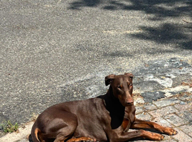 Beautiful Full Doberman Puppies &ndash; Ready from 8 Weeks