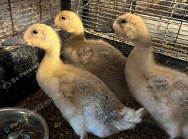 Off heat Welsh Harlequin Ducklings