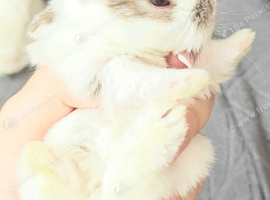 6 healthy Mini lion Lops available