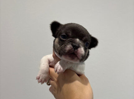 French bull dog pups