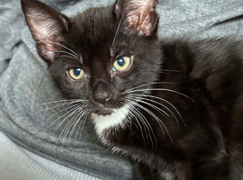 Mixed kittens for sale