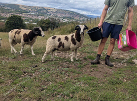 Pedigree Jacob ram lamb