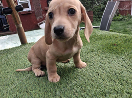 Dachshund babies