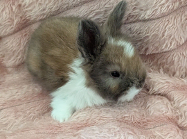 Angora boys