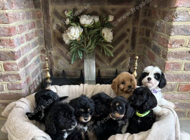Championed Healthy Raised Cavapoo Puppies