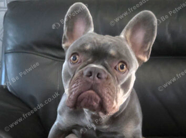 French bulldog belfast