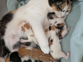 6 Mixed Breed Kittens