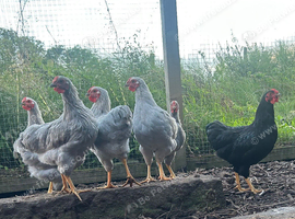 Rare Lavender Wyandotte male bantams