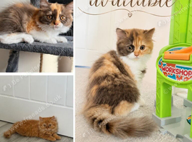 Pedigree British Longhair kittens TICA registered