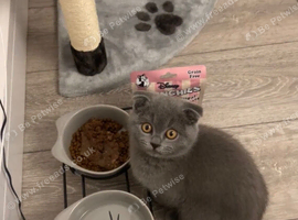 British shorthair kitten