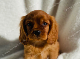 Cavalier King Charles