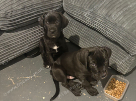 Cane corso puppy&rsquo;s