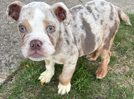 English bulldog