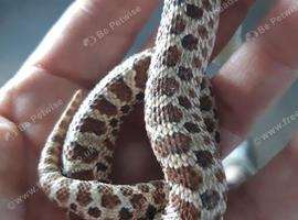 Young hognose female normal het for axanthic.