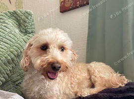 Companion for my 3 year old castrated cockapoo