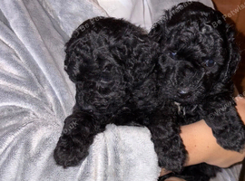 Stunning Maltipoo puppies