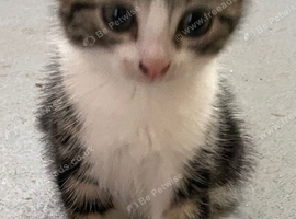 Kittens 5 Available