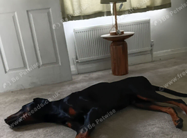 Dobermann