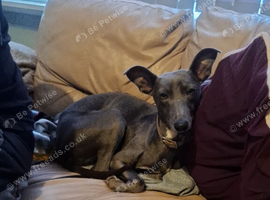 Lurcher pup