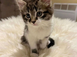 Male Kitten for sale