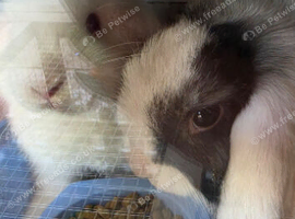 2 male mini lops and hutch
