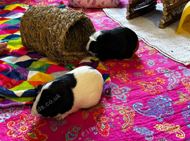 Pair of bonded female guinea pigs