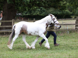 Dakota - genuine, confidence-giving all-rounder
