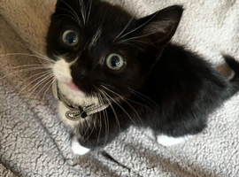 1 green eyed girl for sale